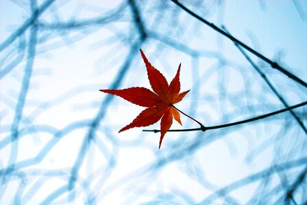 Season red nature