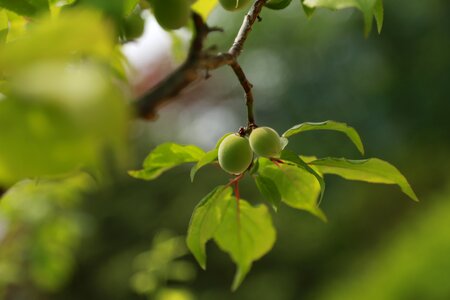 Fruit plants abstract