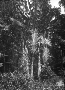 De resandes träd. (Ravenala madagascariensis). Madagaskar - SMVK - 2006D
