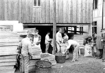 Die gedörrten Aepfelschnitze werden in Säcke verpackt - CH-BAR - 3239204