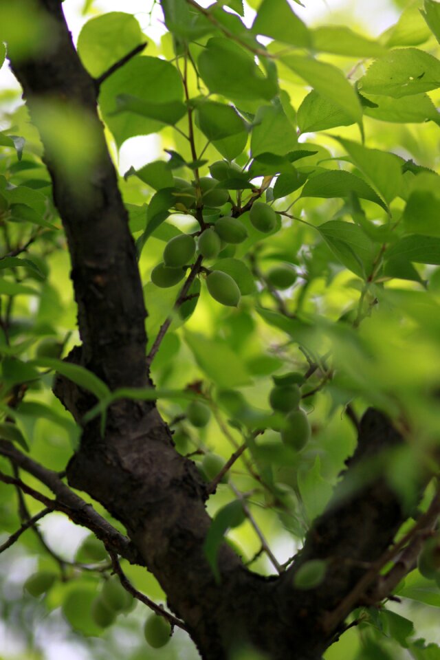 Fruit plants abstract