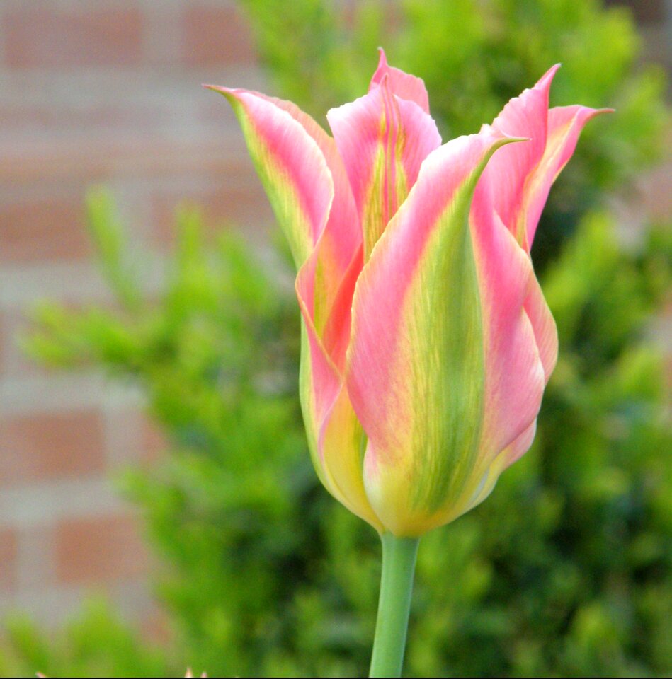Pink yellow harbinger of spring