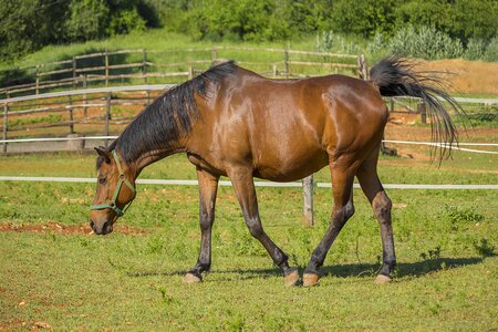 Field horse mammal photo