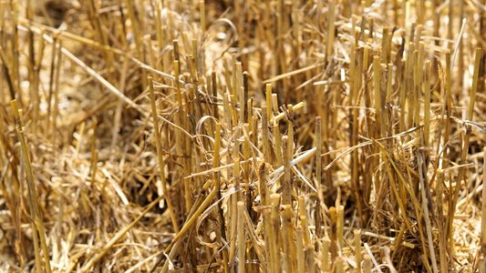 Agriculture stubble landscape