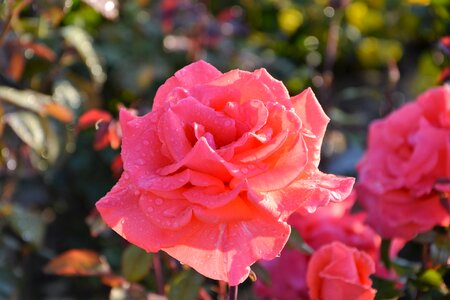 Nature garden red photo