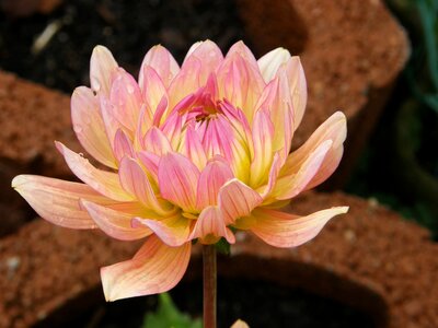 Blossom bloom dahlia flower