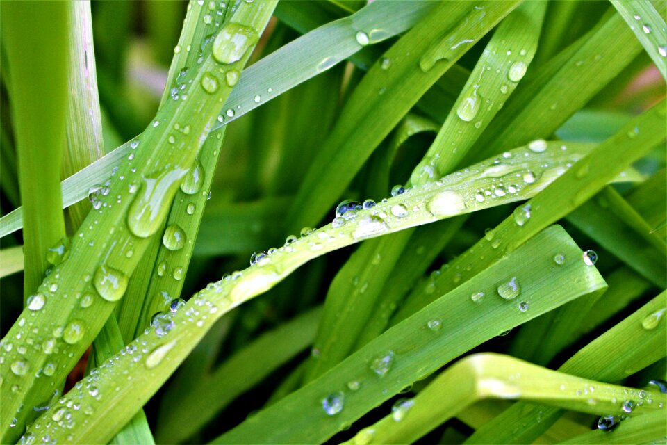 Blade of grass raindrops plant