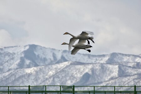 Mountain bird wild birds