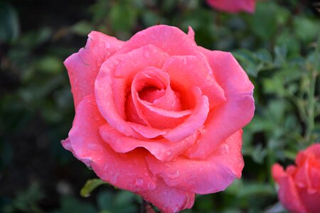 Nature garden red