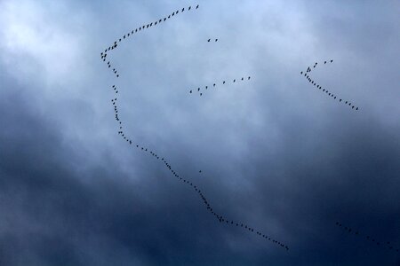 Flight sky nature photo