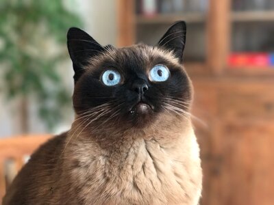 Animal cat's eyes cute