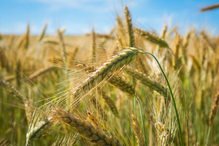 Wheat cereals agriculture photo