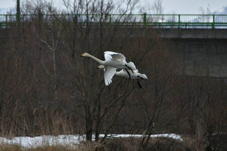 Waterfowl fields swan