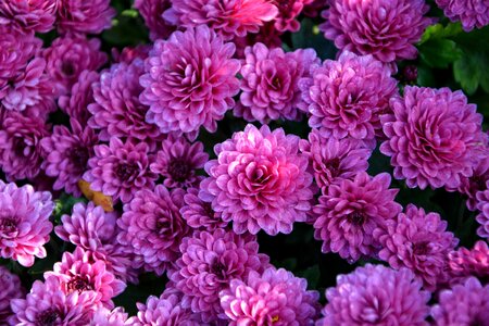 Flowers plant macro