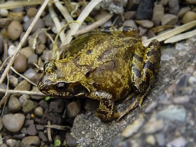 Wildlife nature wild
