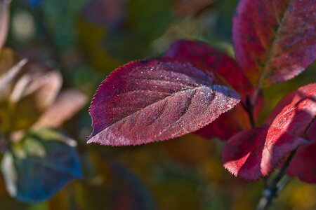 Leaves day beautiful