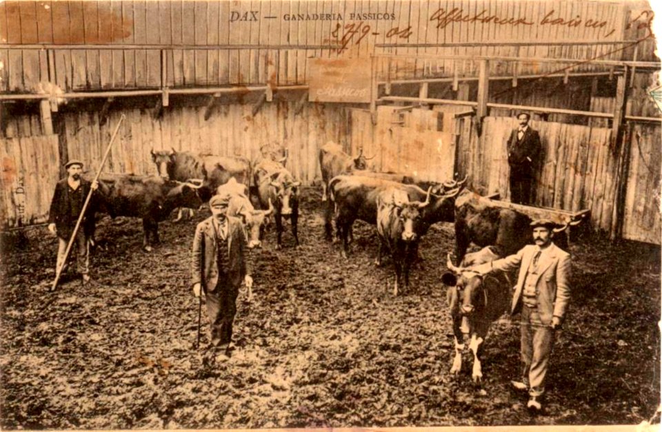 Dax (Landes) - Corrida - Ganaderia Passicos