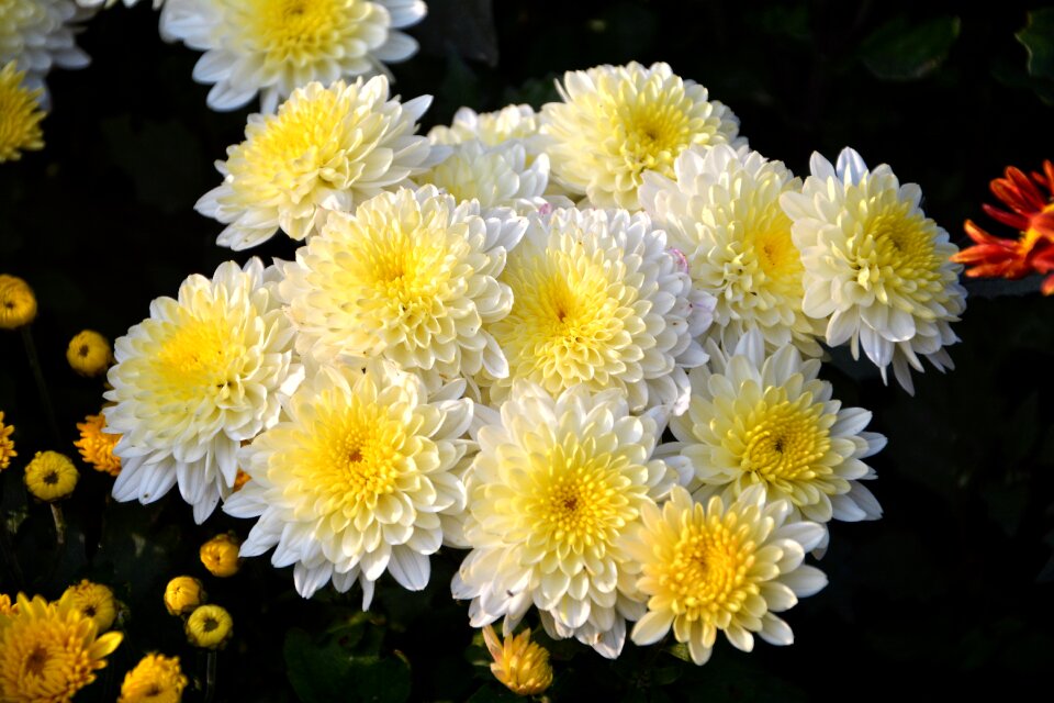 Flowers plant macro