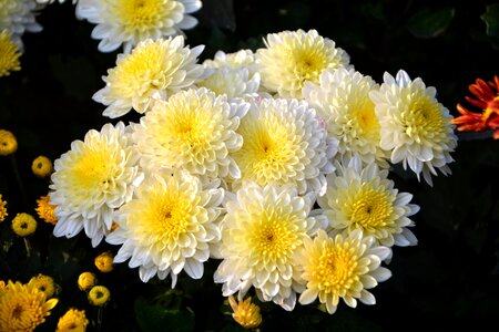 Flowers plant macro