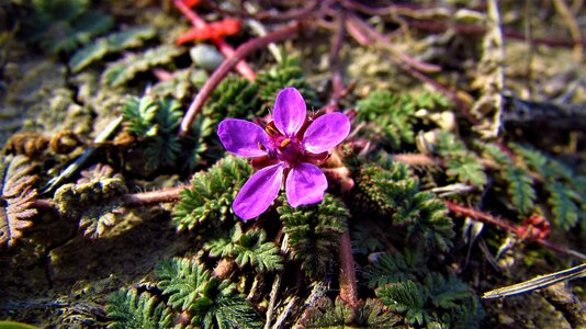 Flower outdoor current season photo