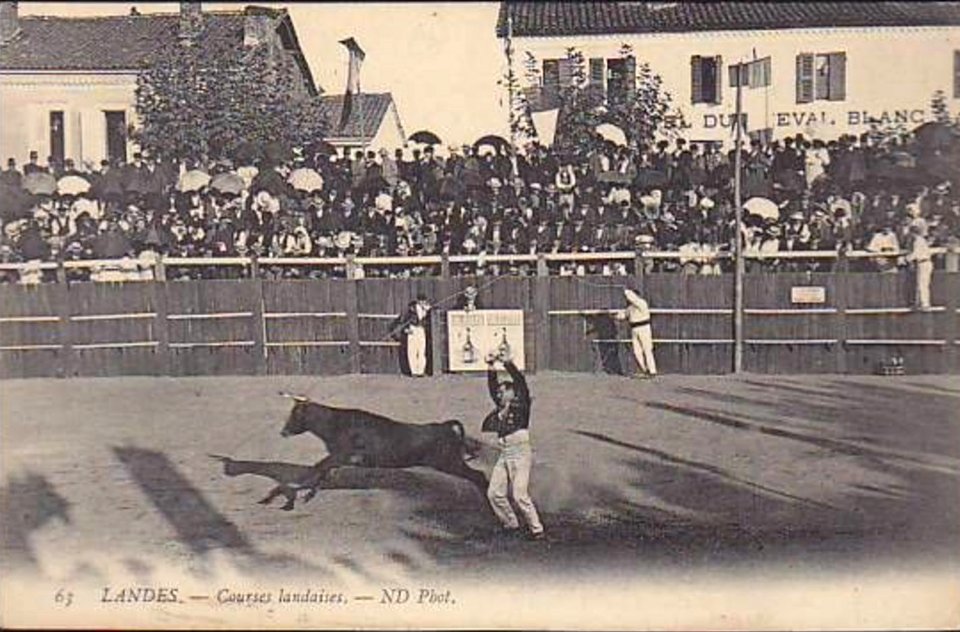 Dax (Landes) - Courses landaises 4