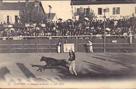 Dax (Landes) - Courses landaises 4