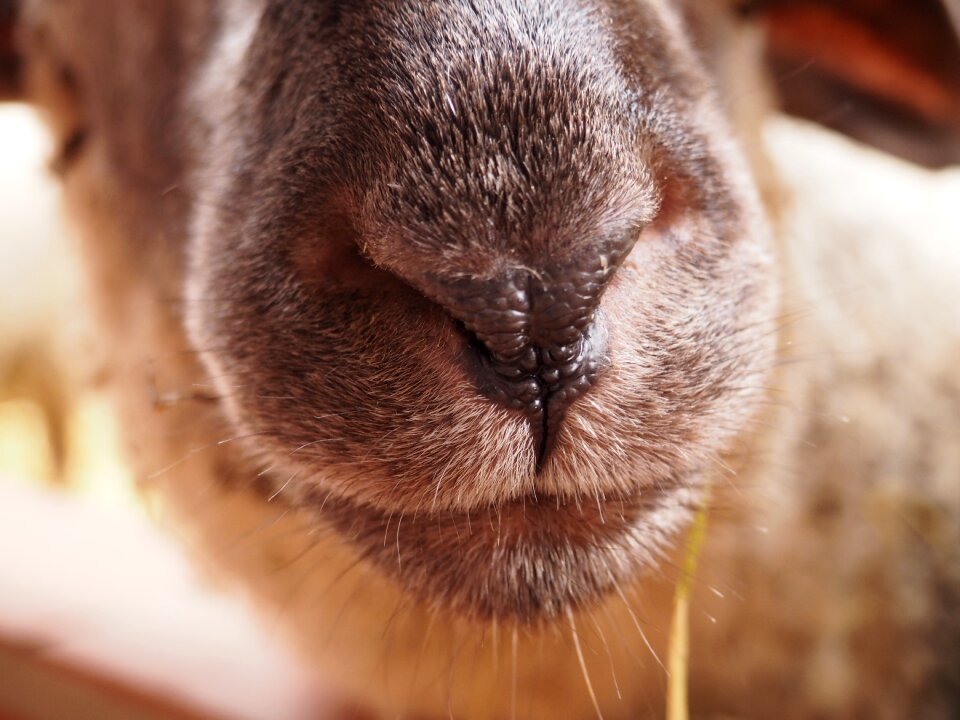 Animal nose close up stall