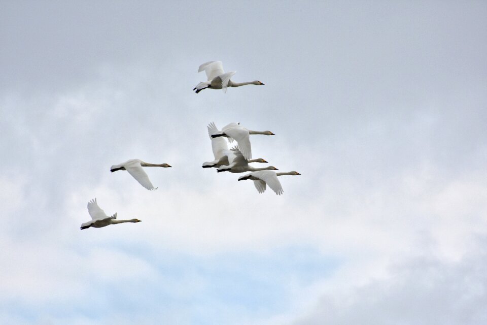 Bird wild birds waterfowl