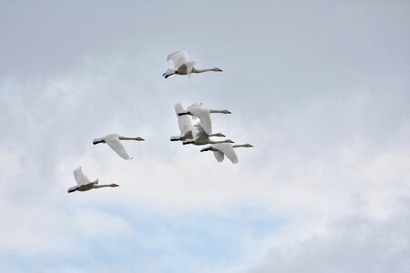 Bird wild birds waterfowl