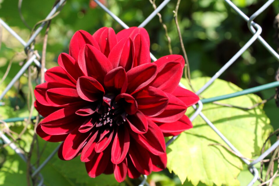Bloom nature close up