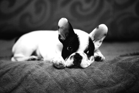 Breed bulldog canine