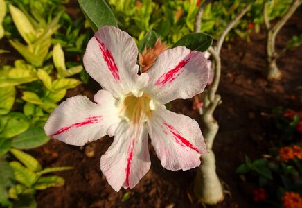 Apocynaceae adenium obesum houseplant
