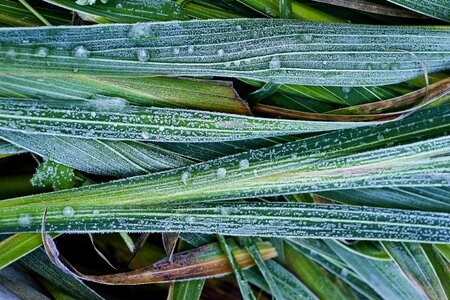 Ice green macro photo