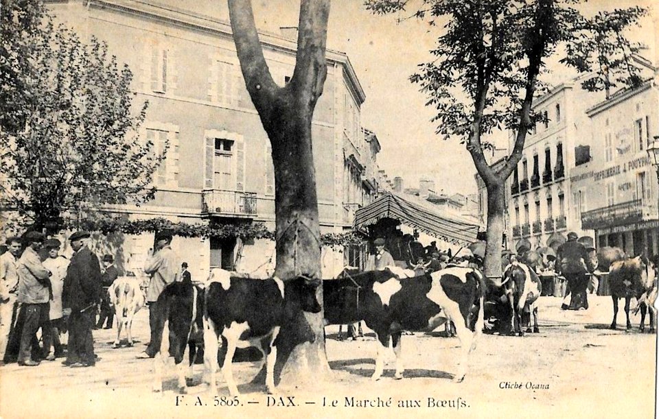 Dax (Landes) - Marché aux boeufs 5