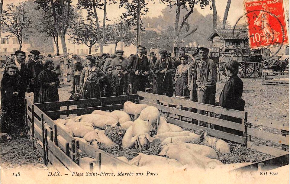 Dax (Landes) - Marché aux porcs 4