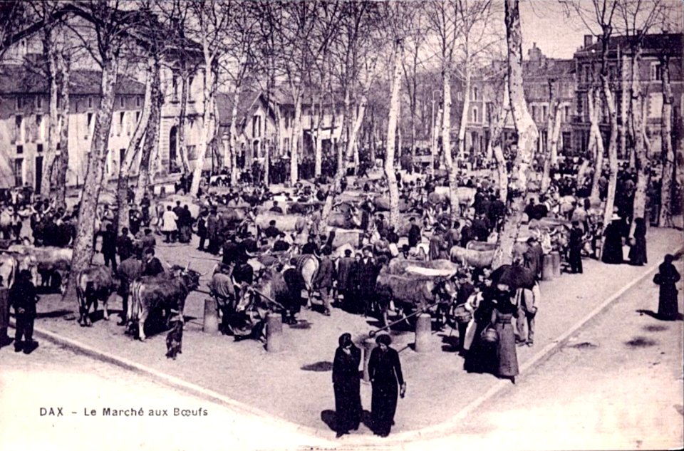 Dax (Landes) - Marché aux boeufs 1