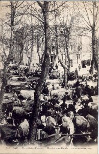 Dax (Landes) - Marché aux boeufs 4