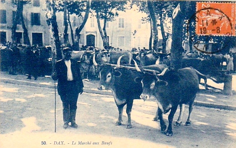 Dax (Landes) - Marché aux boeufs 3