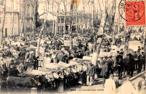 Dax (Landes) - Marché aux boeufs 8