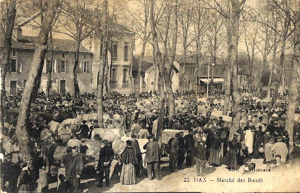 Dax (Landes) - Marché aux boeufs 7