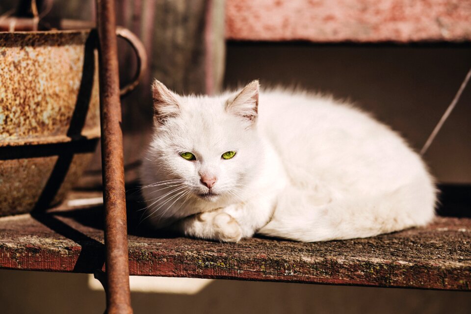 Breed cat clean