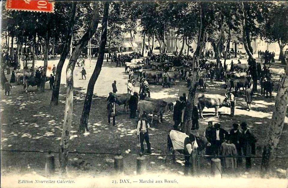 Dax (Landes) - Marché aux boeufs 6