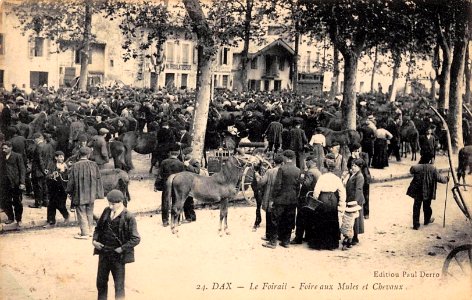 Dax (Landes) - Marché des mules et chevaux