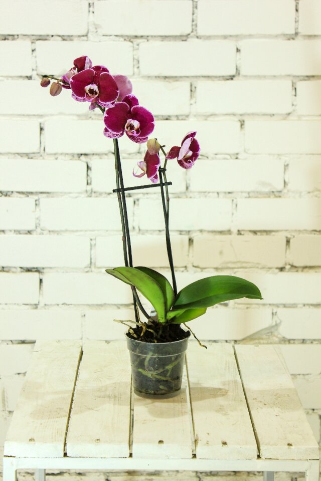 Falinopsis flora beautiful flower
