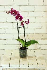 Falinopsis flora beautiful flower