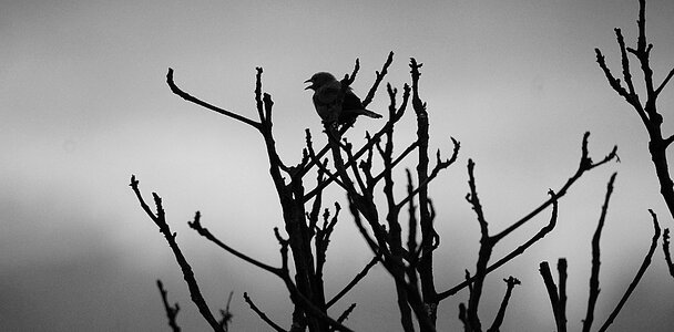 Black and white ave bird