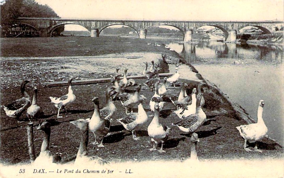Dax (Landes) - rives de l'Adour 10