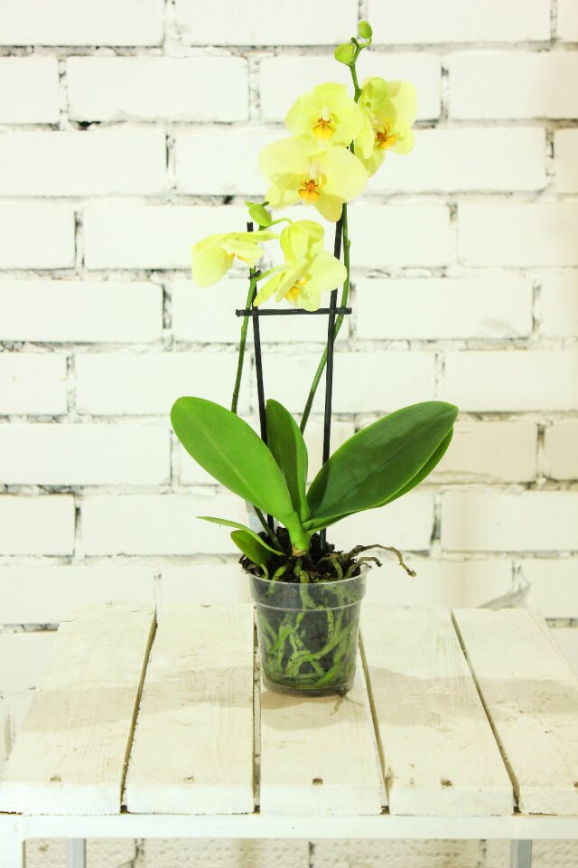 A yellow flower plant summer