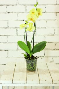A yellow flower plant summer