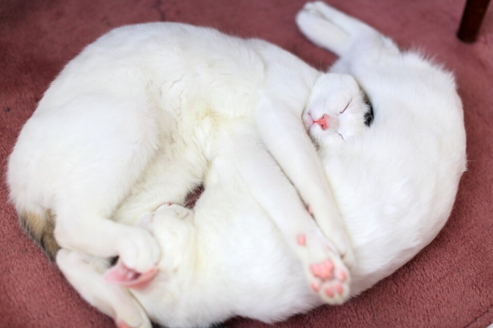 Cute eyes whiskers
